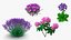 Purple Flowering Plants Collection 2