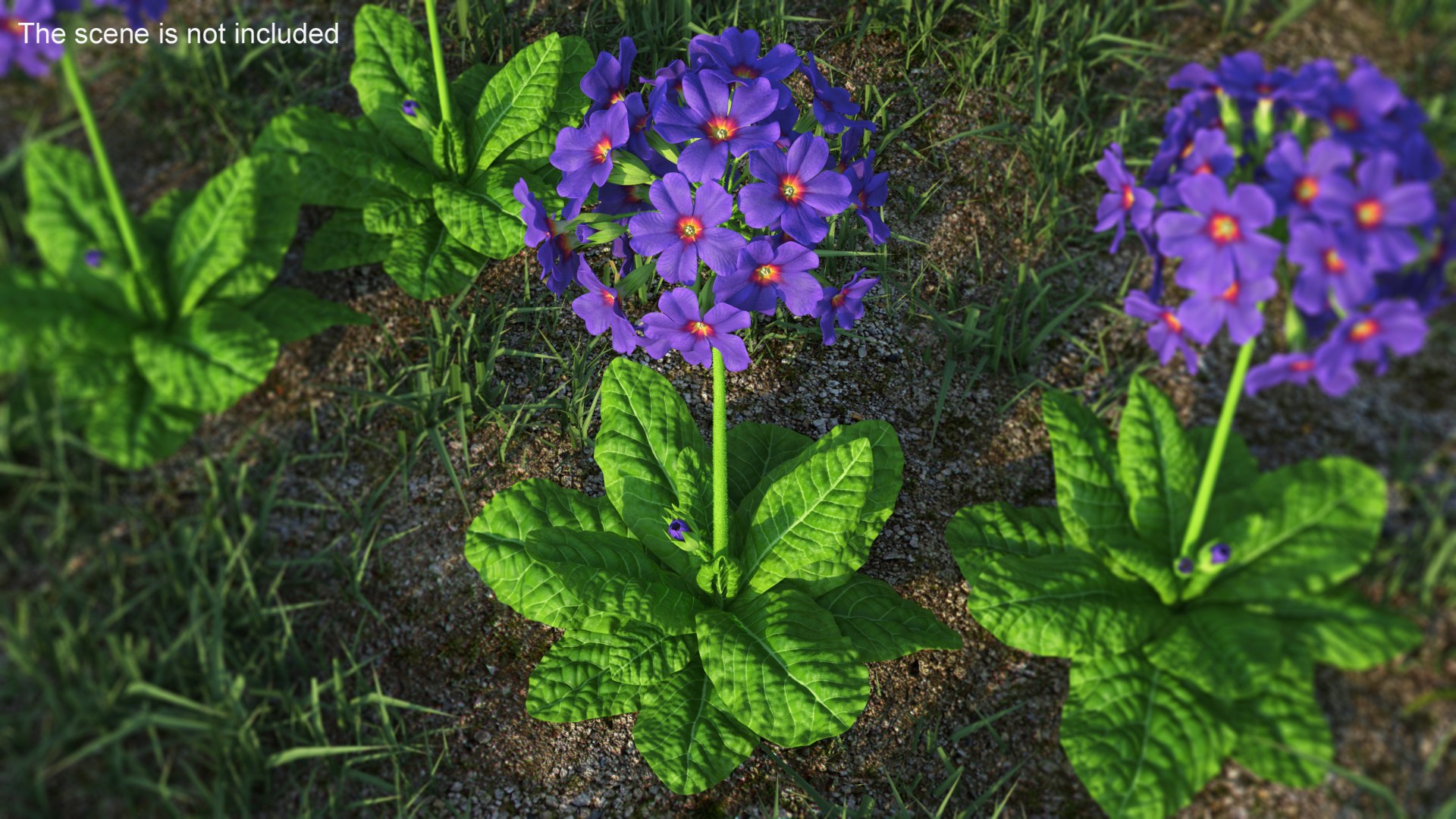 Purple Flowering Plants Collection 2 3D model https://p.turbosquid.com/ts-thumb/9t/E2FpeO/SN/purplefloweringplantscollection2c4dmodel015/jpg/1698092462/1920x1080/fit_q87/3f2f57e896703b226b8de3529f59d7cfc11b206b/purplefloweringplantscollection2c4dmodel015.jpg