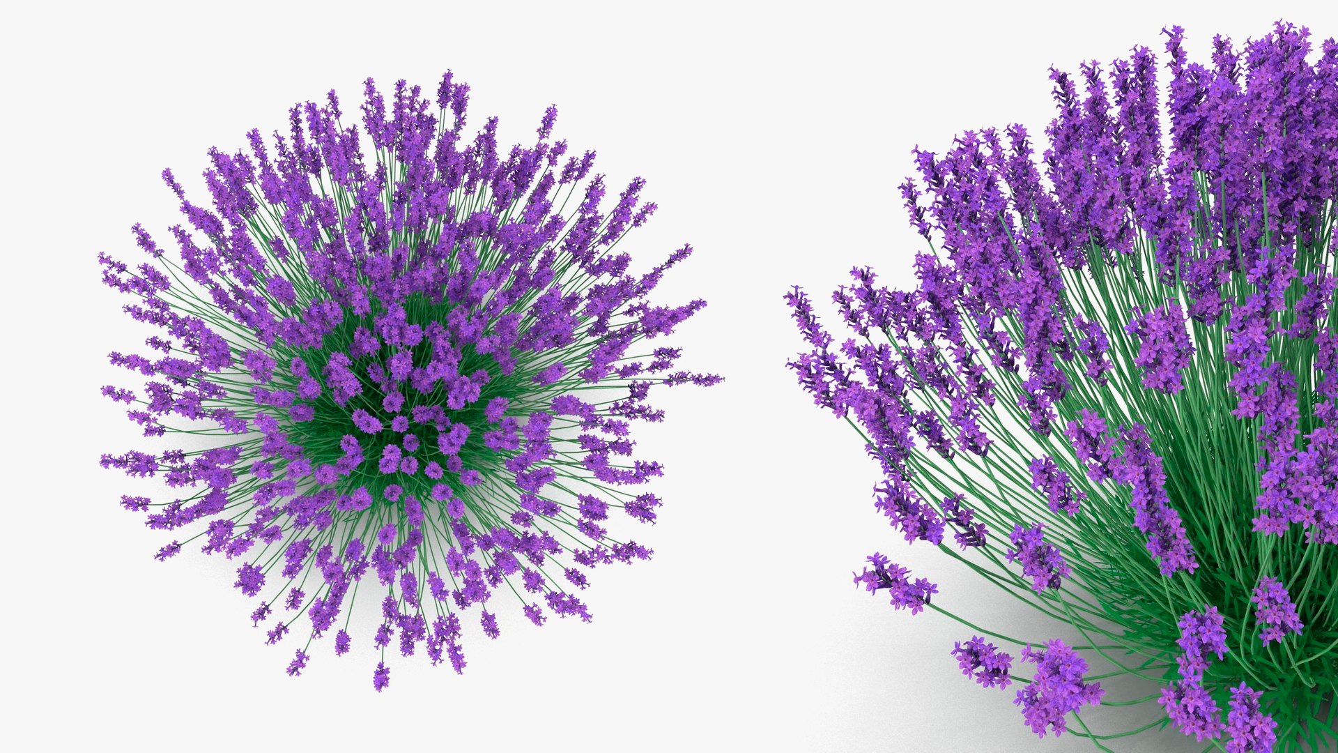 Purple Flowering Plants Collection 2 3D model https://p.turbosquid.com/ts-thumb/9t/E2FpeO/VL/purplefloweringplantscollection2c4dmodel033/jpg/1698092544/1920x1080/fit_q87/809a833b91b3211fc884bdff83953f4b21840a9b/purplefloweringplantscollection2c4dmodel033.jpg