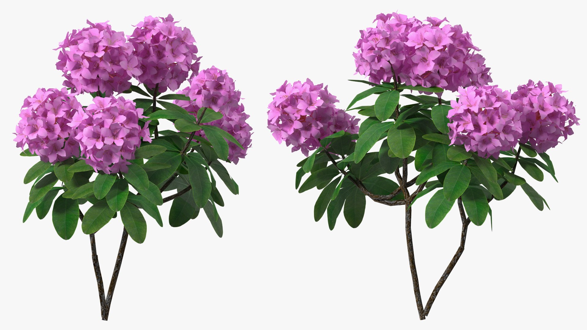 Purple Flowering Plants Collection 2 3D model https://p.turbosquid.com/ts-thumb/9t/E2FpeO/Zg/purplefloweringplantscollection2c4dmodel008/jpg/1698092431/1920x1080/fit_q87/e1732de174d91a67360aed84b71d364b3f11dfb6/purplefloweringplantscollection2c4dmodel008.jpg