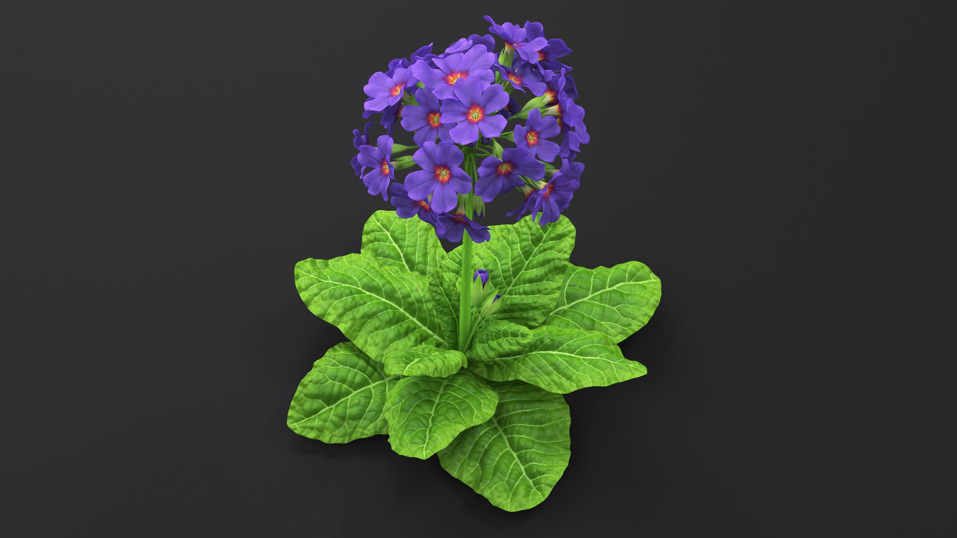 Purple Flowering Plants Collection 2 3D model https://p.turbosquid.com/ts-thumb/9t/E2FpeO/a8/purplefloweringplantscollection2c4dmodel016/jpg/1698092467/1920x1080/fit_q87/ffcf3ddf1d6f50d34519c67043629be5fa2b4843/purplefloweringplantscollection2c4dmodel016.jpg