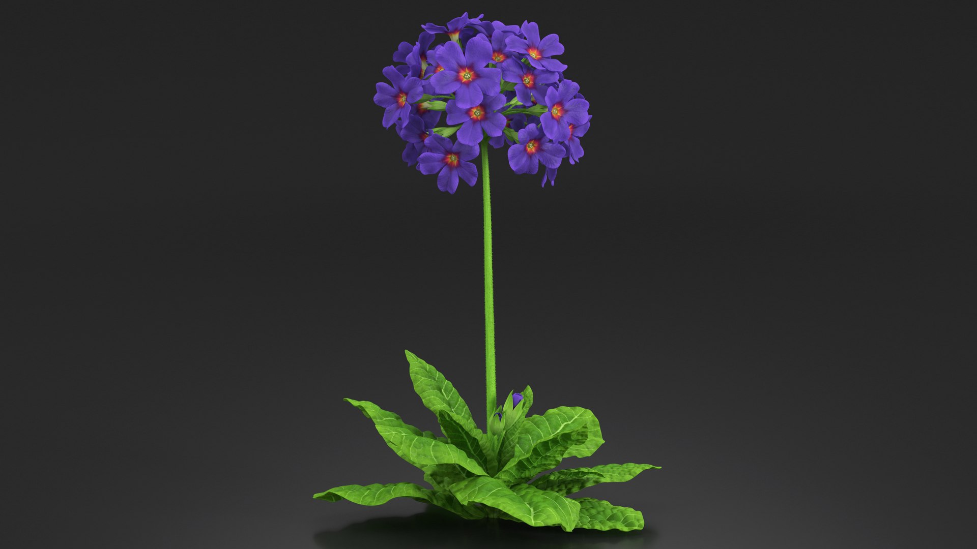 Purple Flowering Plants Collection 2 3D model https://p.turbosquid.com/ts-thumb/9t/E2FpeO/cn/purplefloweringplantscollection2c4dmodel017/jpg/1698092472/1920x1080/fit_q87/e542332dc6247ad8e6f2f37e0df9d5d7f384272e/purplefloweringplantscollection2c4dmodel017.jpg