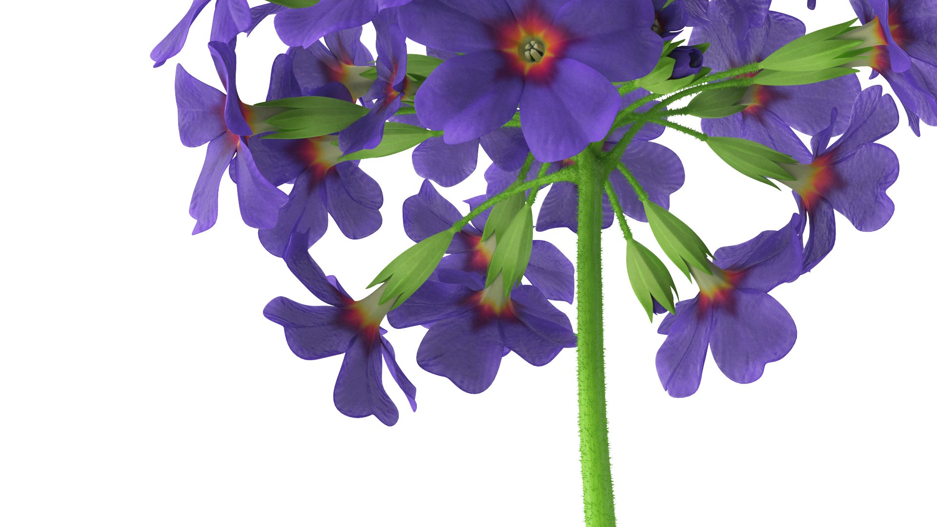 Purple Flowering Plants Collection 2 3D model https://p.turbosquid.com/ts-thumb/9t/E2FpeO/ho/purplefloweringplantscollection2c4dmodel021/jpg/1698092489/1920x1080/fit_q87/905ba6f9009f4593d9e121e280683d58a9f8f146/purplefloweringplantscollection2c4dmodel021.jpg