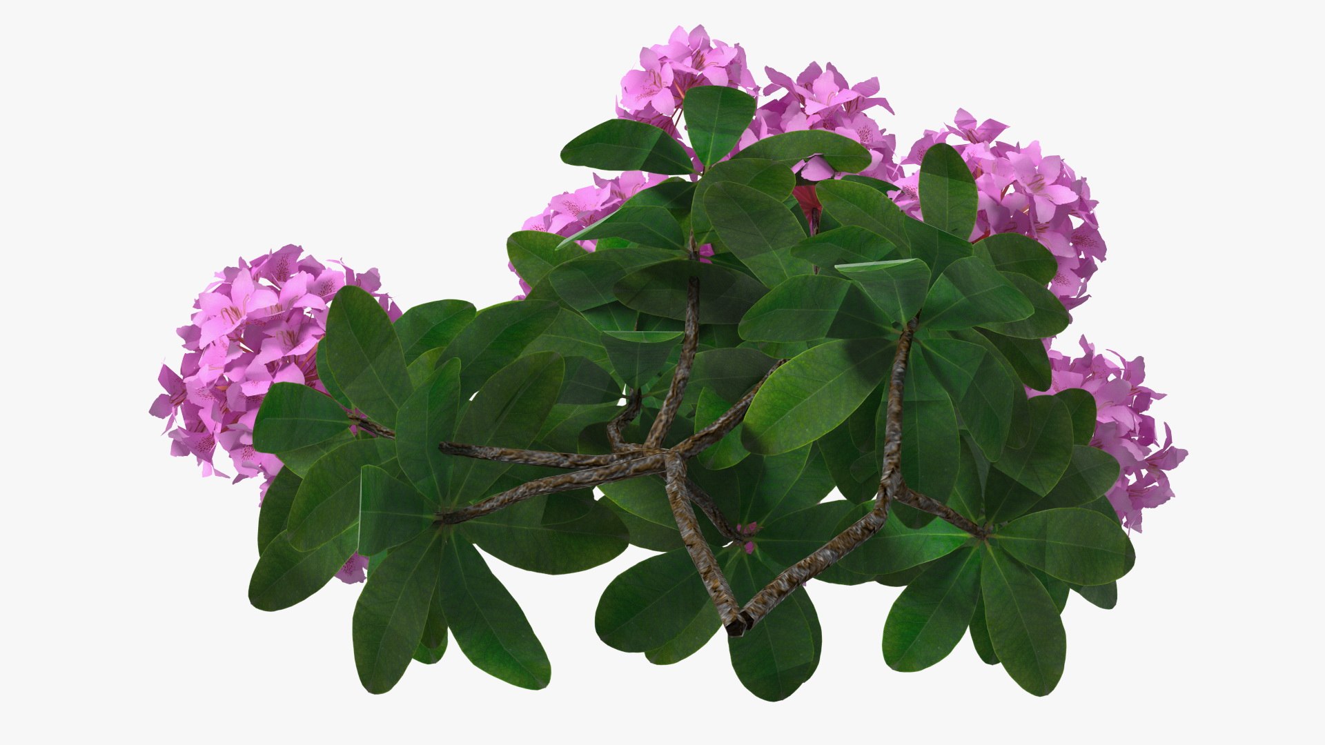 Purple Flowering Plants Collection 2 3D model https://p.turbosquid.com/ts-thumb/9t/E2FpeO/l3/purplefloweringplantscollection2c4dmodel010/jpg/1698092441/1920x1080/fit_q87/504ffc4a6629f73bb60f54c2129946bdd3497367/purplefloweringplantscollection2c4dmodel010.jpg