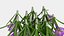 Purple Flowering Plants Collection 2