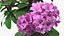 Purple Flowering Plants Collection 2