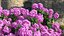 Purple Flowering Plants Collection 2