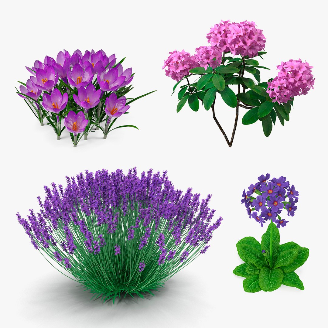 Purple Flowering Plants Collection 2 3D model preview