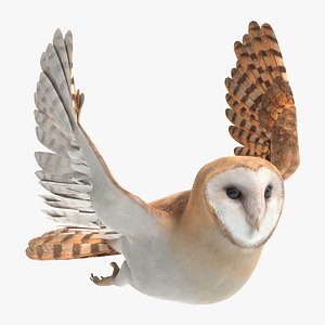 barn owl animations 3D model