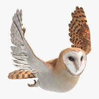 Barn Owl Animated