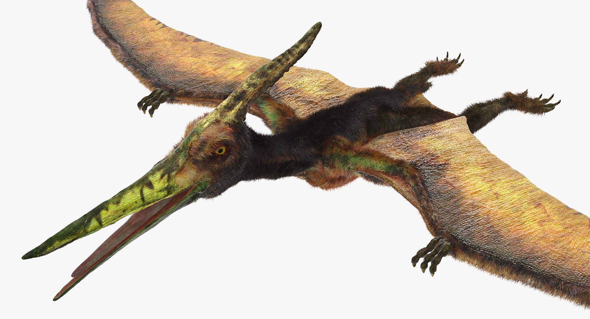 Pteranodon Flying Carnivorous Reptile with Fur 3D Model 3D model preview
