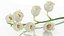 Lilies of the valley flower aroma decor