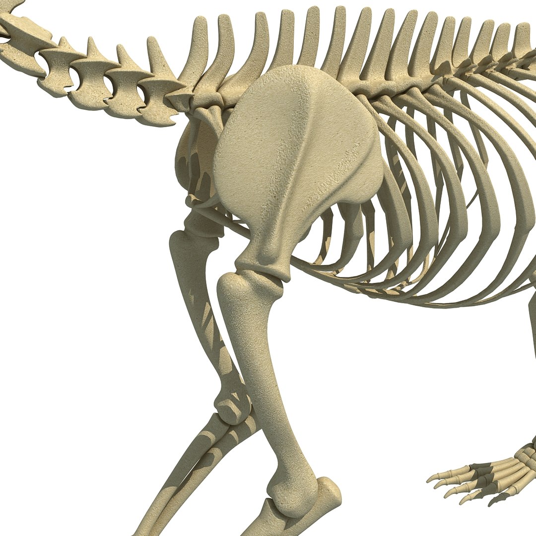 Max Bear Skeleton Animal