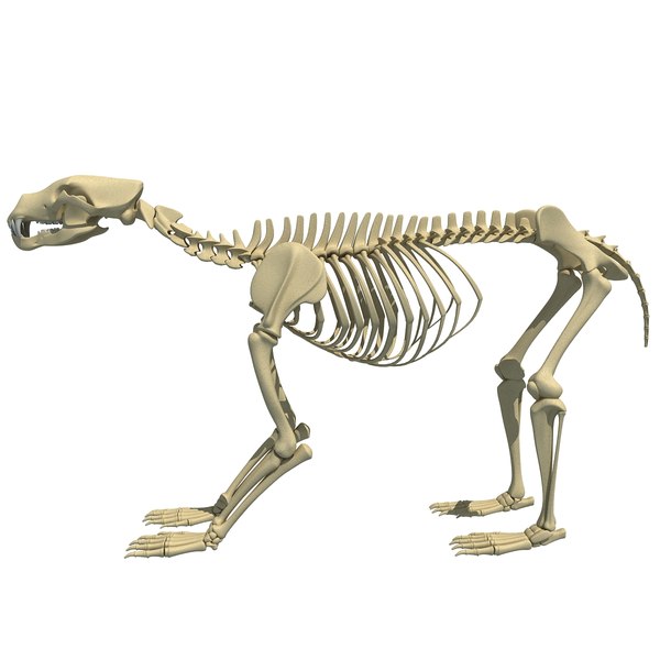 max bear skeleton animal