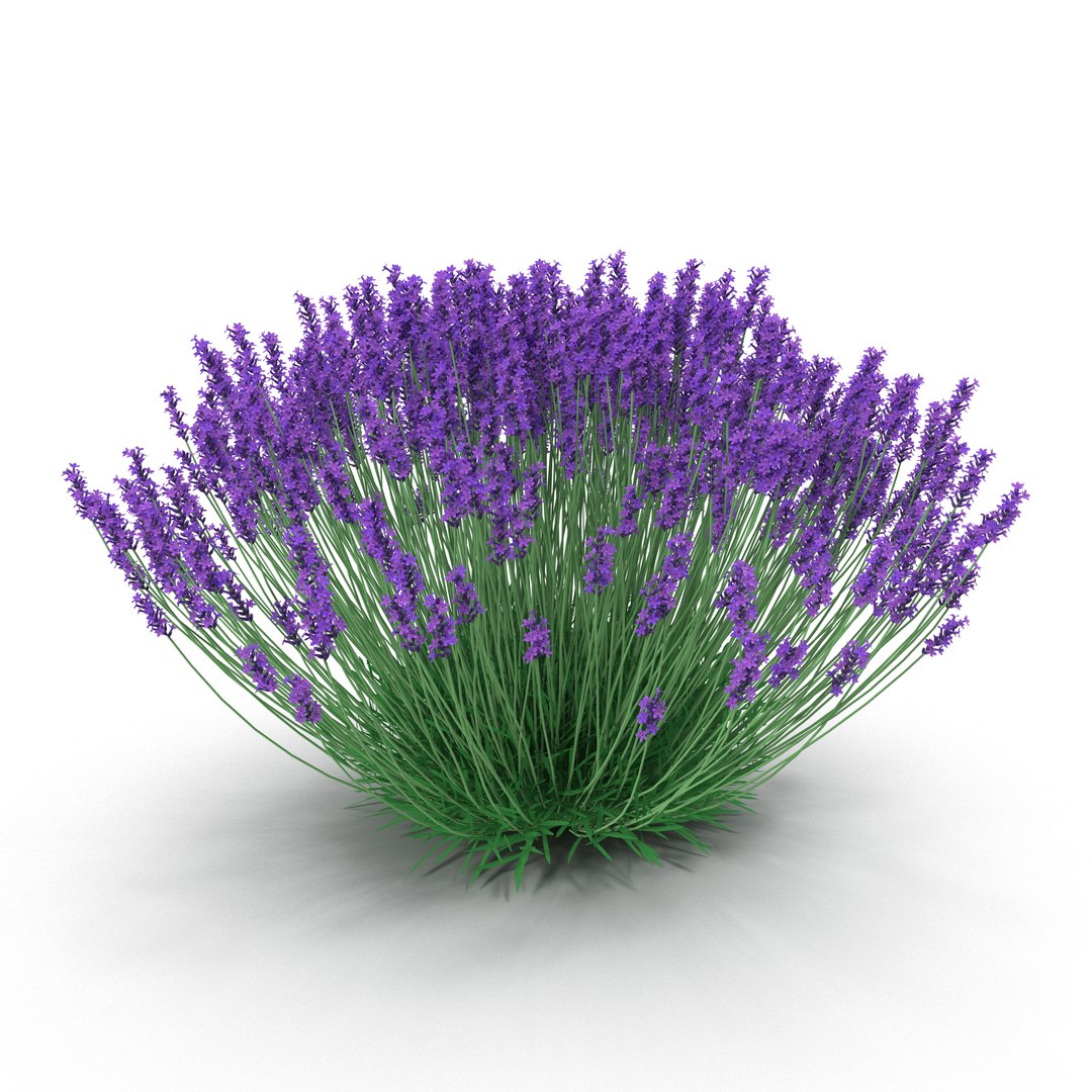 3D Purple Flowering Plants Collection 5 https://p.turbosquid.com/ts-thumb/9t/ObBYje/2ieINmQV/lavenderbush3dmodel02/jpg/1655312229/1920x1080/fit_q87/ff16ce9f45969bb8b8763f730b08c7b826825f45/lavenderbush3dmodel02.jpg