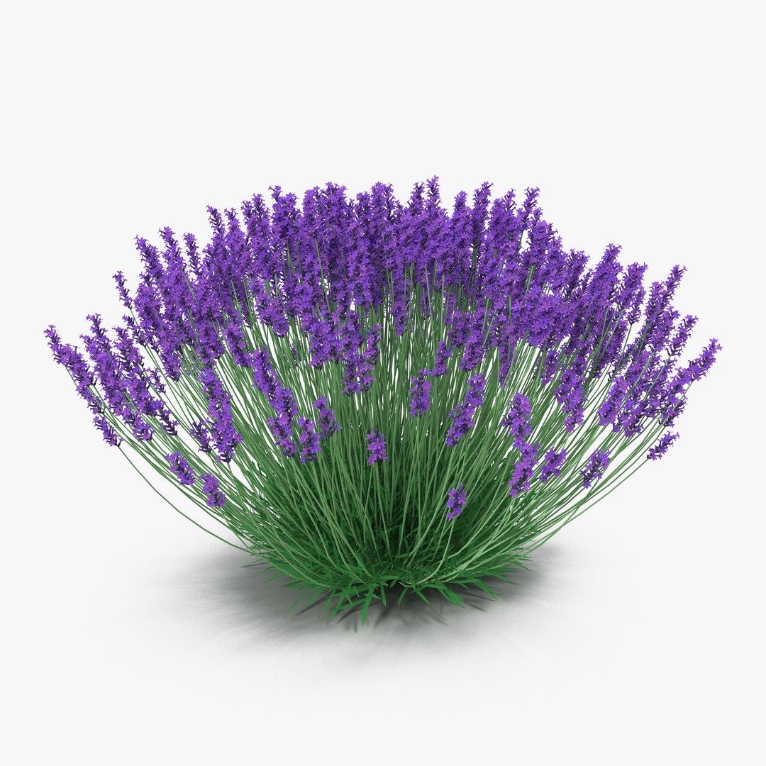 Lavender Bush 3D model preview