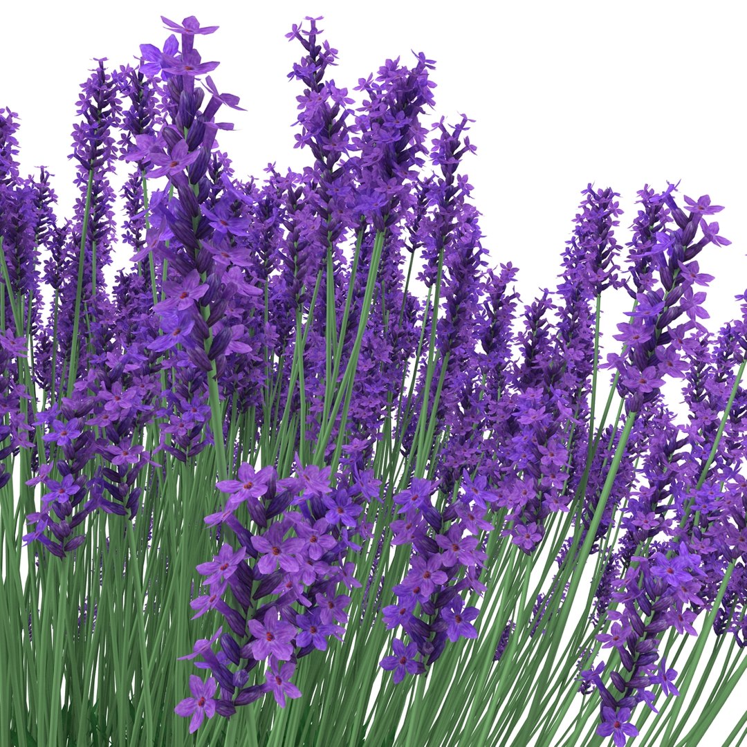 Lavender Bush 3d Model