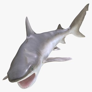 blacknose shark pose 2 3d model