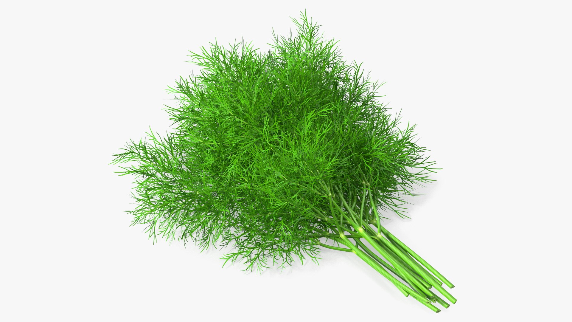 Spice Herbs Collection 3D model preview