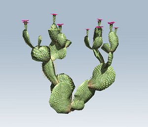 3D cactus
