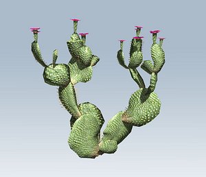 Cactus