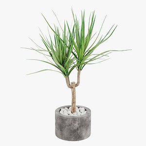 Dracena in Pot 2