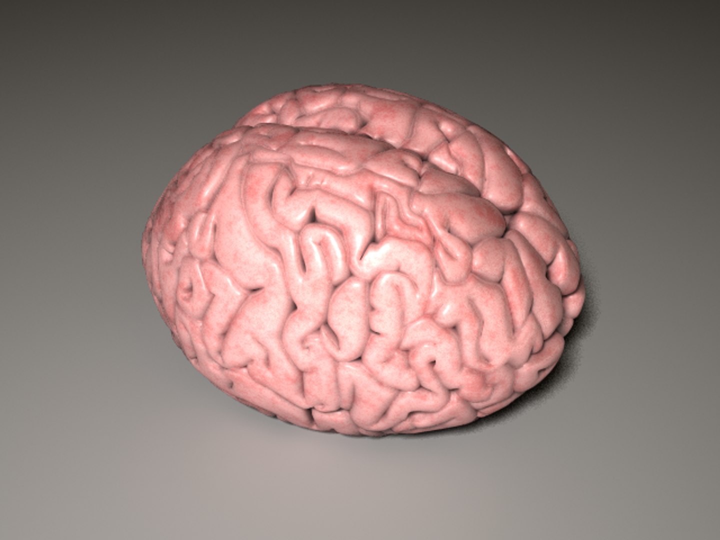 3d human brain model https://p.turbosquid.com/ts-thumb/9t/s8kv8S/GlJYDttN/brain_v003/png/1253983351/1920x1080/fit_q87/e53ee57b0059071ddd1fc4f6d207a256c6567cb1/brain_v003.jpg