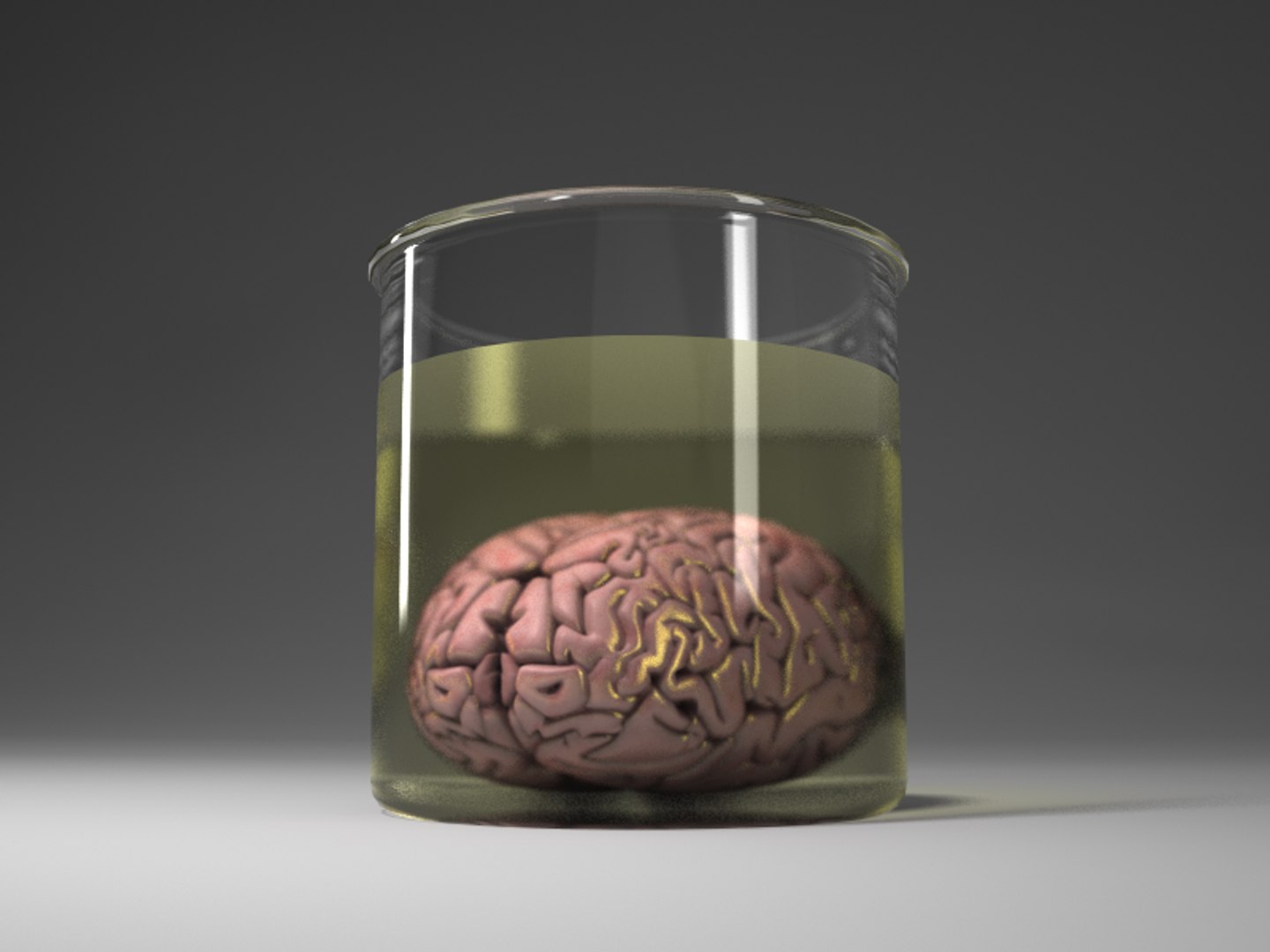 3d human brain model https://p.turbosquid.com/ts-thumb/9t/s8kv8S/ZNNumuQb/brain_jar_v003/png/1273872793/1920x1080/fit_q87/b9b358c3cec1e904a6e112bfe493368854295dec/brain_jar_v003.jpg
