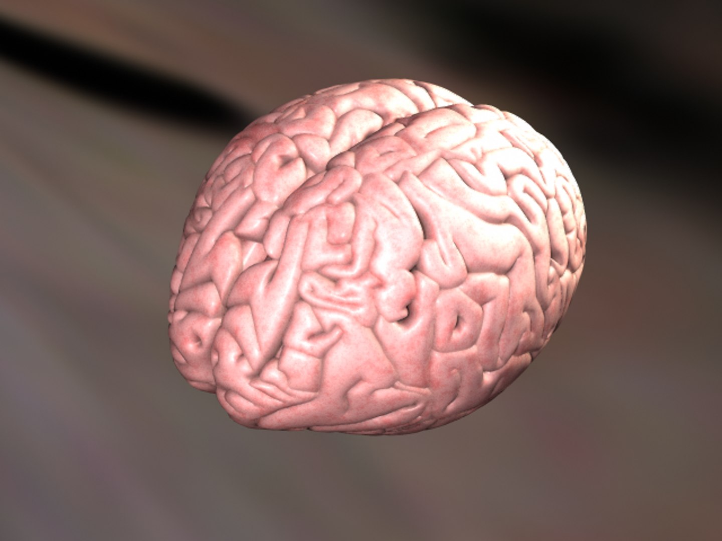 3d human brain model https://p.turbosquid.com/ts-thumb/9t/s8kv8S/hb7VfIEr/brain_v001/png/1253983304/1920x1080/fit_q87/be9b2176467bb87f77e0aea1221af1b9e306c4ce/brain_v001.jpg