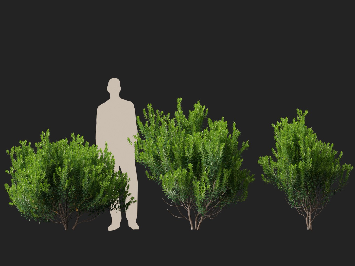 HighpolyLowPoly - Ilex glabra - evergreen winterberry 3D https://p.turbosquid.com/ts-thumb/9t/vkCo1g/55/ilexglabra016/jpg/1743231482/1920x1080/fit_q87/68f9909d9d32a66e798efd0324d69a2f41d9a0fc/ilexglabra016.jpg