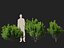 HighpolyLowPoly - Ilex glabra - 상록수 겨울 열매