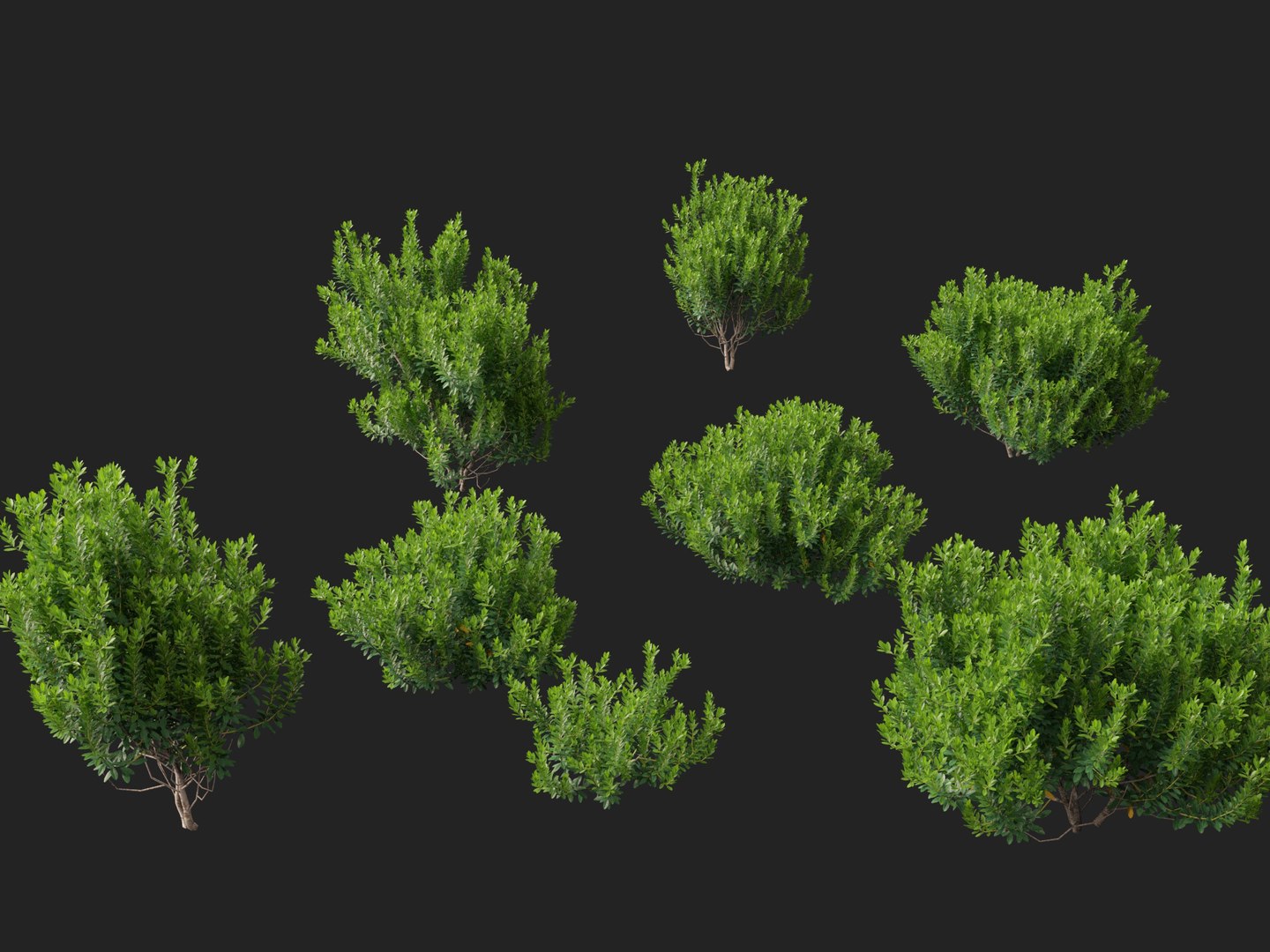HighpolyLowPoly - Ilex glabra - evergreen winterberry 3D https://p.turbosquid.com/ts-thumb/9t/vkCo1g/HS/ilexglabra018/jpg/1743231484/1920x1080/fit_q87/173af944a92db23a594c44f9025adfbc603be561/ilexglabra018.jpg