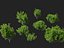 HighpolyLowPoly - Ilex glabra - 상록수 겨울 열매