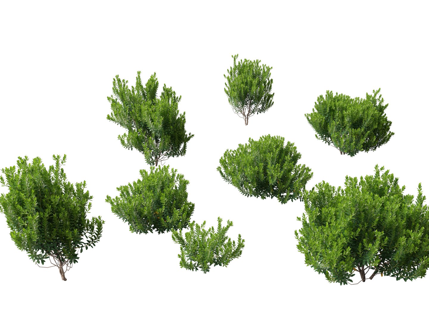 HighpolyLowPoly - Ilex glabra - evergreen winterberry 3D https://p.turbosquid.com/ts-thumb/9t/vkCo1g/Jr/ilexglabra017/jpg/1743231483/1920x1080/fit_q87/5aa88b942afb364f01791e1c29c0a3945d257f4f/ilexglabra017.jpg