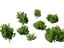 HighpolyLowPoly - Ilex glabra - 상록수 겨울 열매