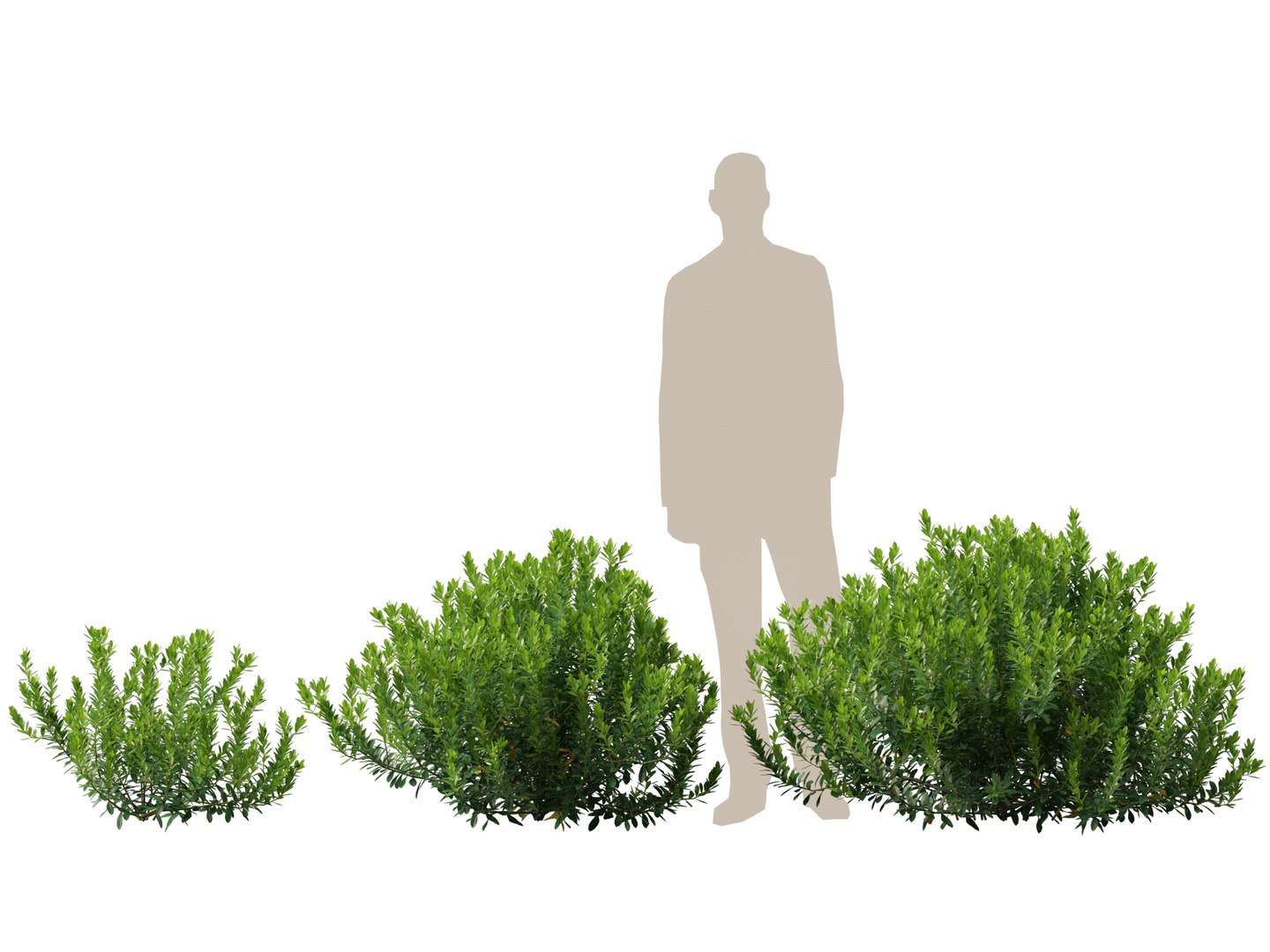 HighpolyLowPoly - Ilex glabra - evergreen winterberry 3D https://p.turbosquid.com/ts-thumb/9t/vkCo1g/Na/ilexglabra013/jpg/1743231478/1920x1080/fit_q87/0dd6e57dd637b17352e537414c2c6c65eee9964d/ilexglabra013.jpg