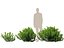 HighpolyLowPoly - Ilex glabra - 상록수 겨울 열매