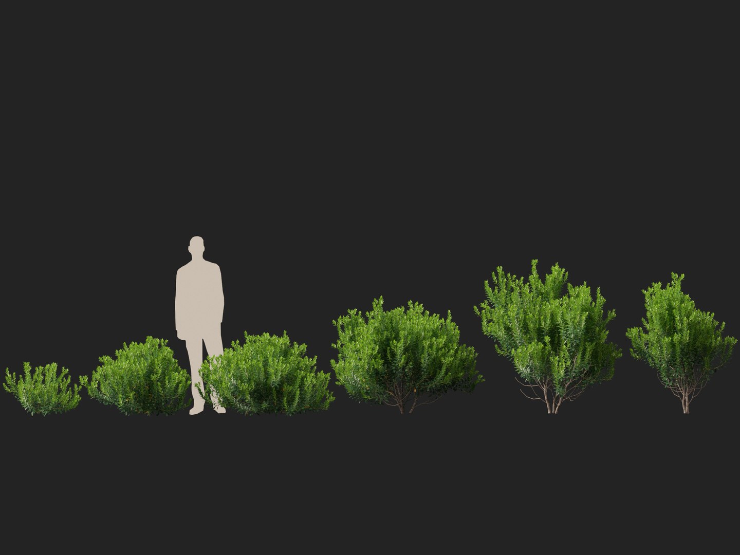 HighpolyLowPoly - Ilex glabra - evergreen winterberry 3D https://p.turbosquid.com/ts-thumb/9t/vkCo1g/fR/ilexglabra012/jpg/1743231477/1920x1080/fit_q87/0f4028b365495bb75c77f1c6d1efd2e27832d4f7/ilexglabra012.jpg