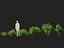 HighpolyLowPoly - Ilex glabra - 상록수 겨울 열매