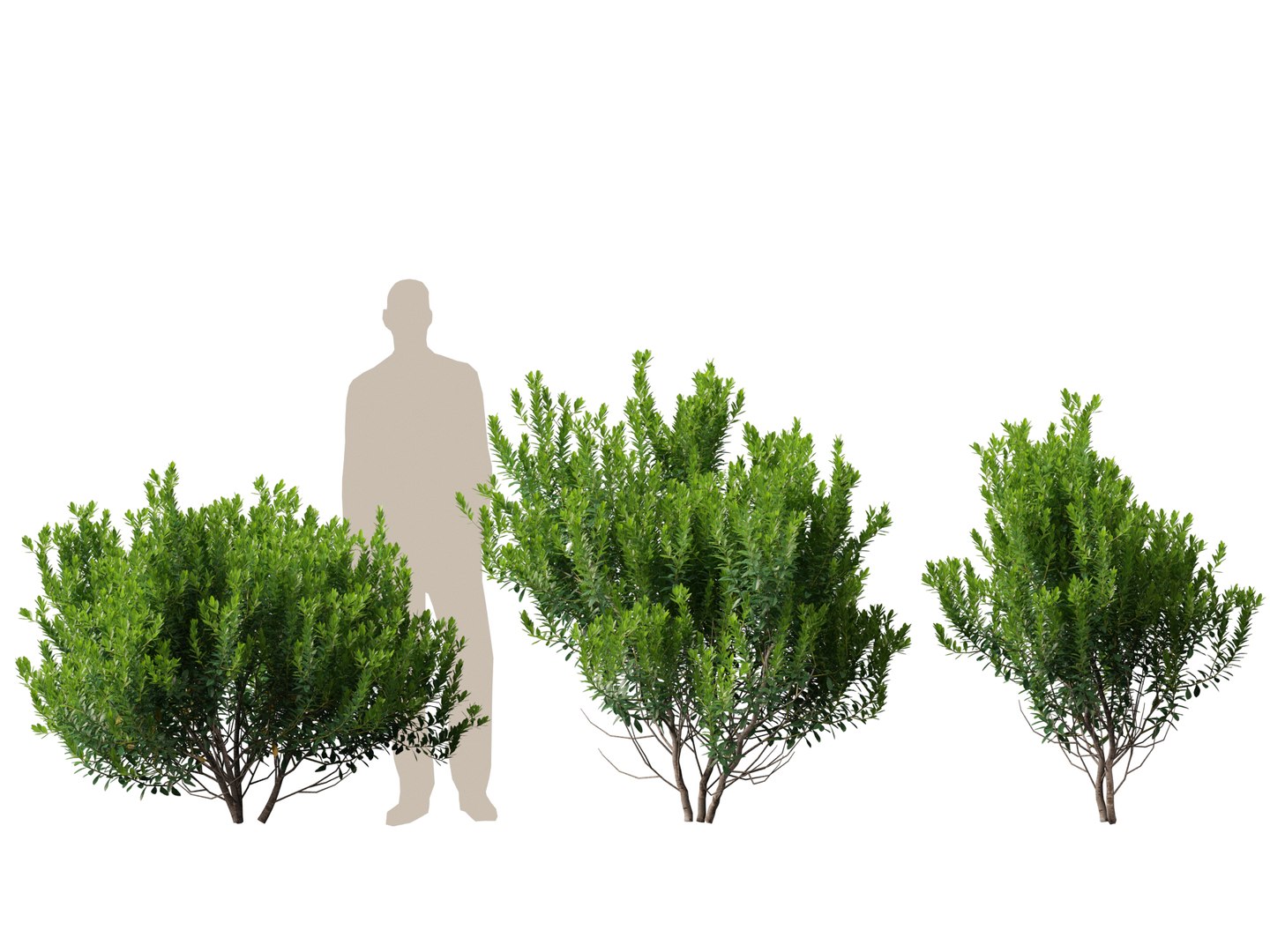 HighpolyLowPoly - Ilex glabra - evergreen winterberry 3D https://p.turbosquid.com/ts-thumb/9t/vkCo1g/je/ilexglabra015/jpg/1743231479/1920x1080/fit_q87/de6354f5cb2c04e4b014f3653073379fefcdd180/ilexglabra015.jpg
