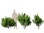 HighpolyLowPoly - Ilex glabra - 상록수 겨울 열매