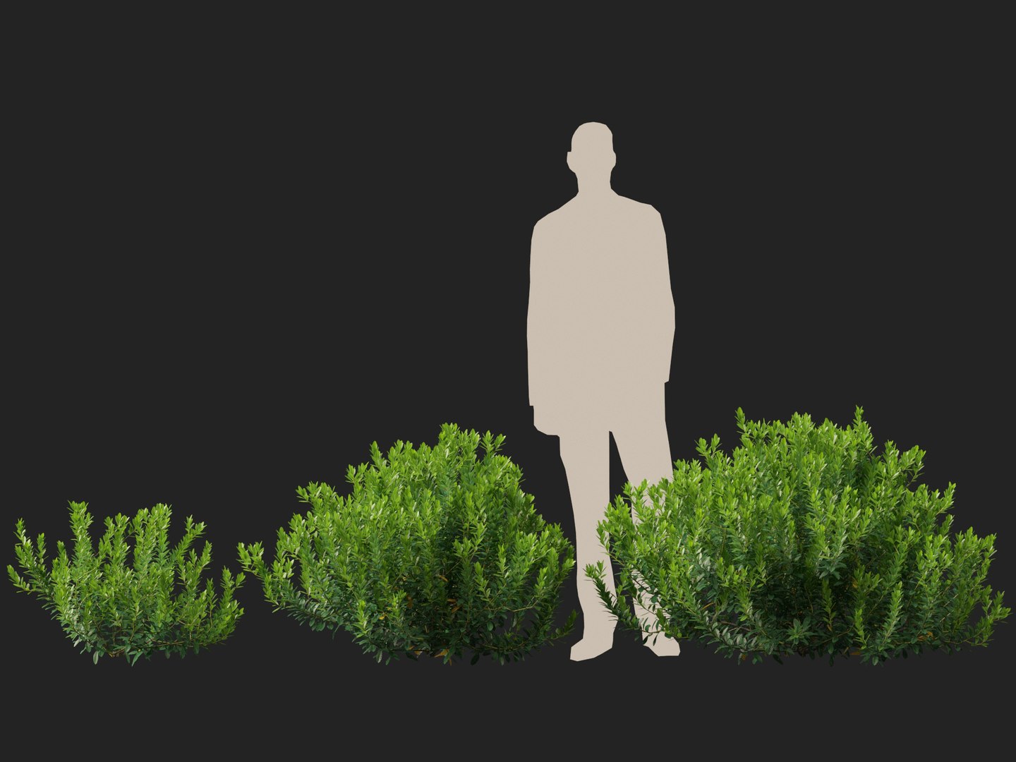 HighpolyLowPoly - Ilex glabra - evergreen winterberry 3D https://p.turbosquid.com/ts-thumb/9t/vkCo1g/oa/ilexglabra014/jpg/1743231482/1920x1080/fit_q87/00f24eed9c30c40aba850e2d74bf51d715979374/ilexglabra014.jpg