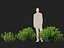 HighpolyLowPoly - Ilex glabra - 상록수 겨울 열매