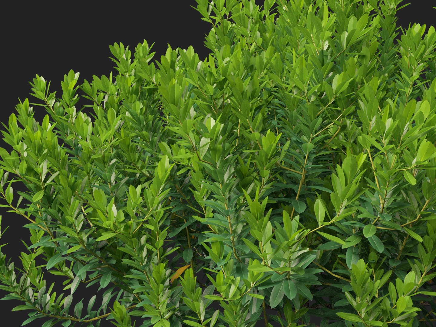 HighpolyLowPoly - Ilex glabra - evergreen winterberry 3D https://p.turbosquid.com/ts-thumb/9t/vkCo1g/pU/ilexglabra0110/jpg/1743231488/1920x1080/fit_q87/89c59464311da37a6a95c037e53453ca9f846f31/ilexglabra0110.jpg