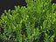 HighpolyLowPoly - Ilex glabra - 상록수 겨울 열매
