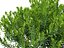 HighpolyLowPoly - Ilex glabra - 상록수 겨울 열매
