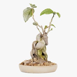 3D Ficus Carica Bonsai Tree Remastered