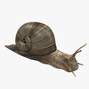 snail shell 3d model
