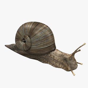 Snail