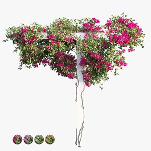 Bougainvillea plant set 14 3D model